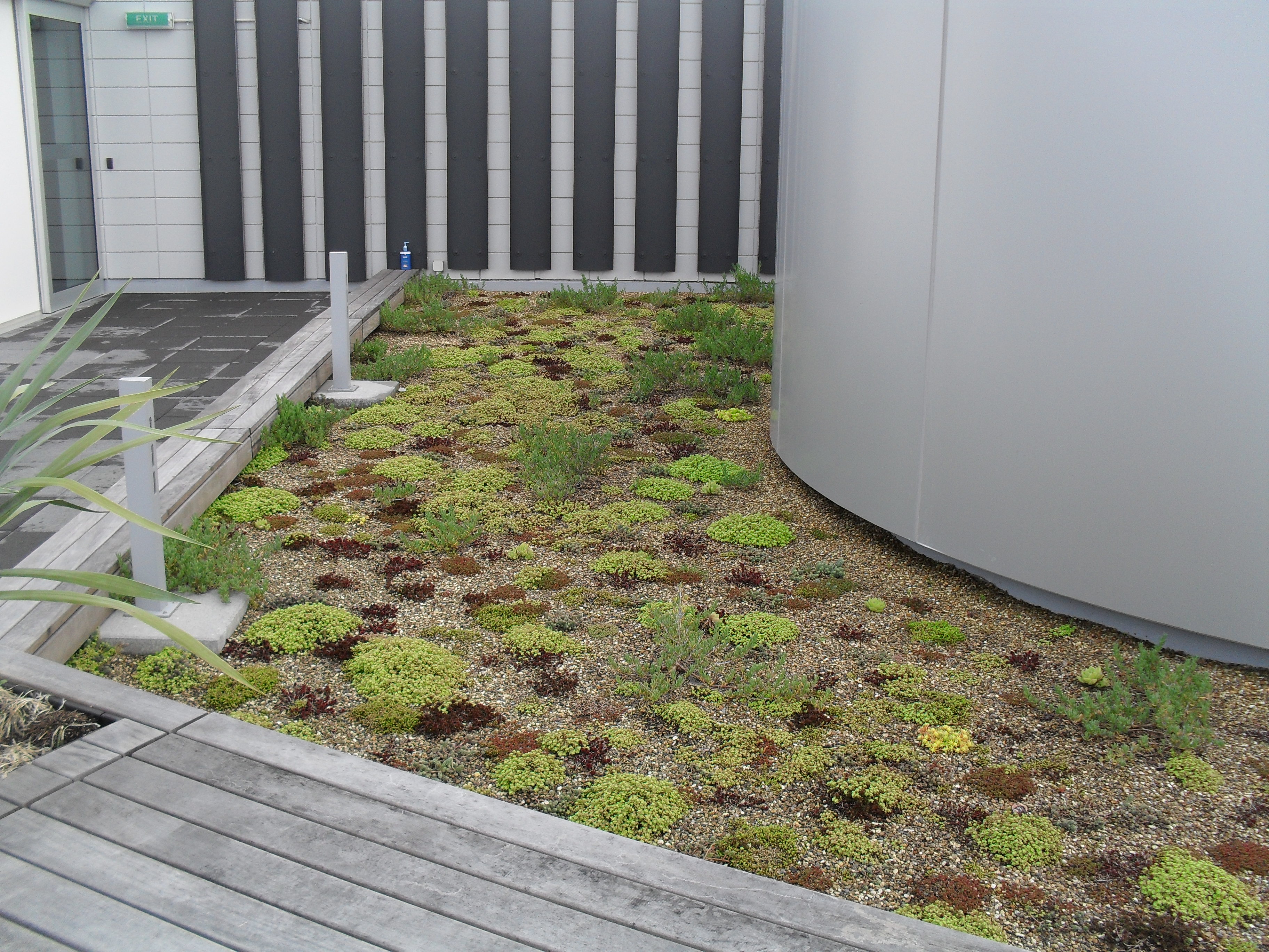 Green Roof in Auckland CBD