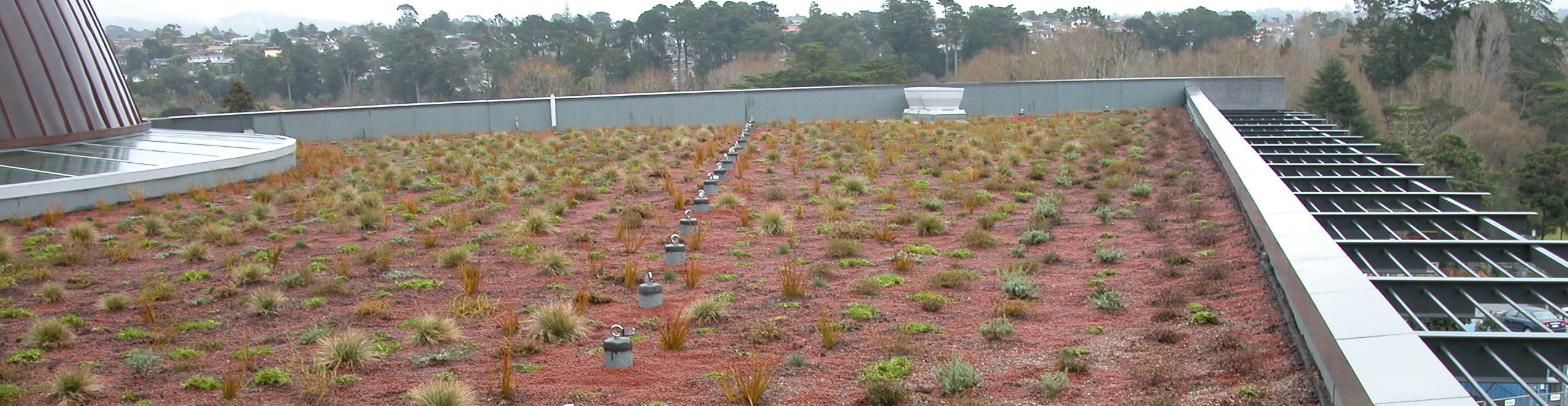 green roof cropped