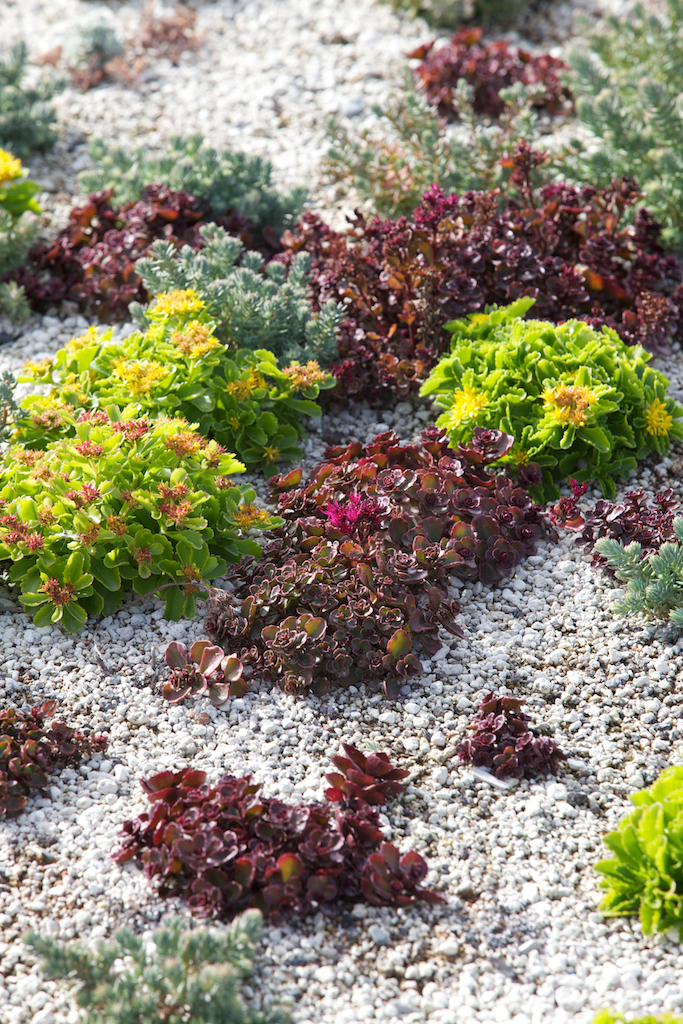 Remarkables green roof plants closeup