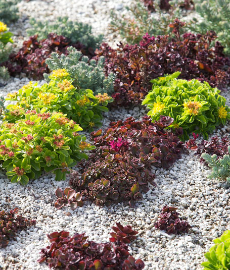 Meaning of a living roof