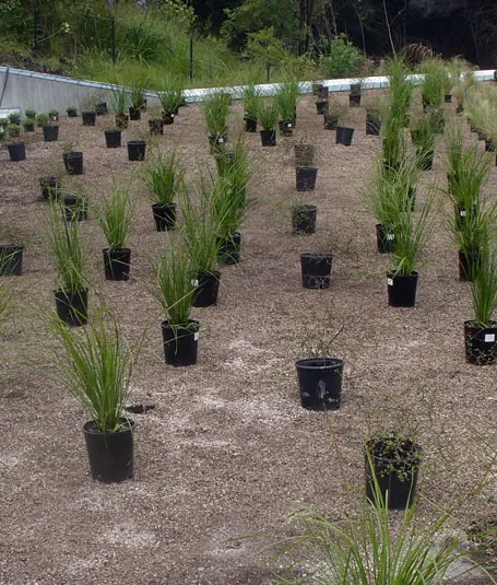 How to install a green roof in New Zealand