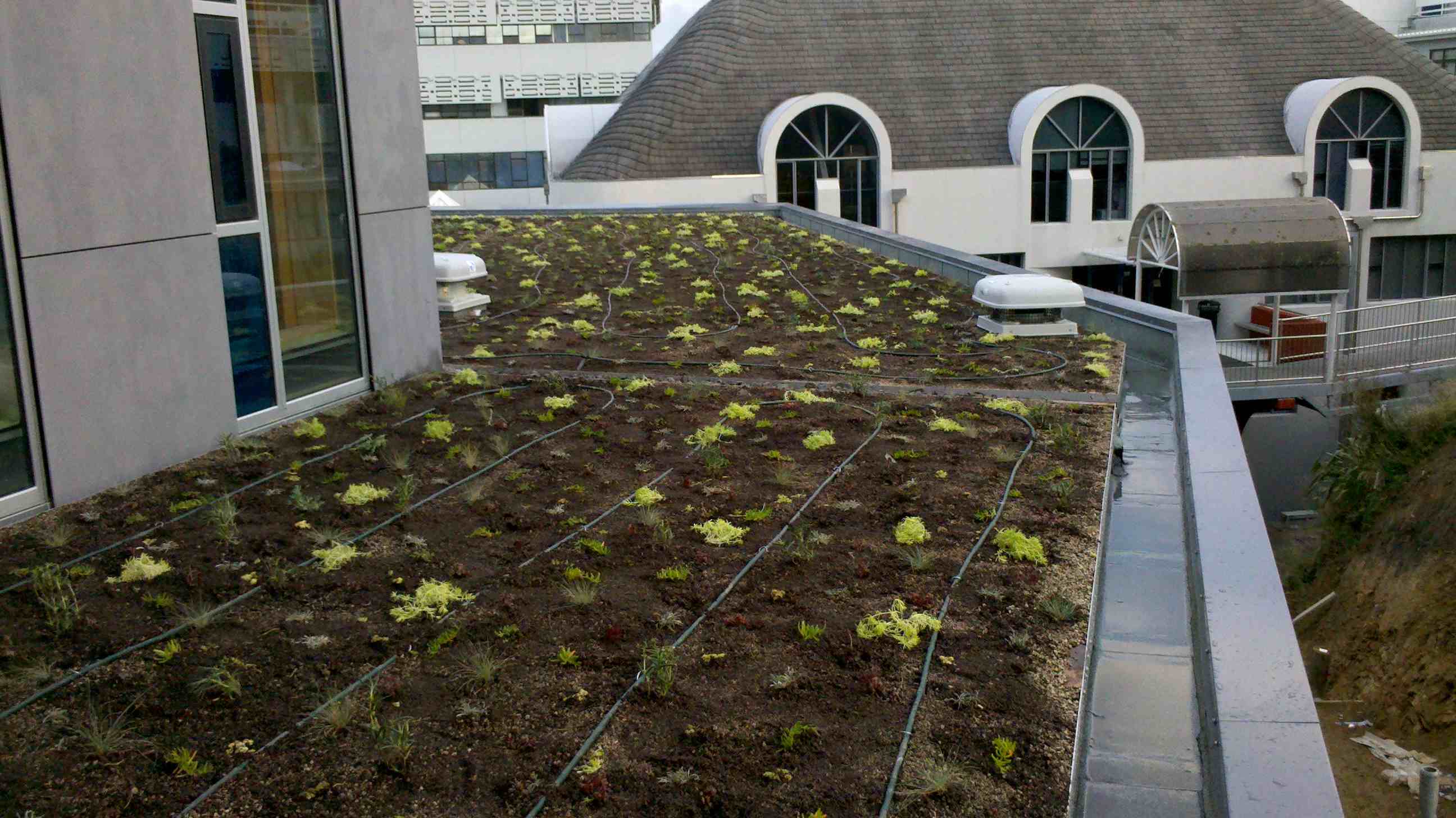 Newly planted green roof-College of Creative Arts massey