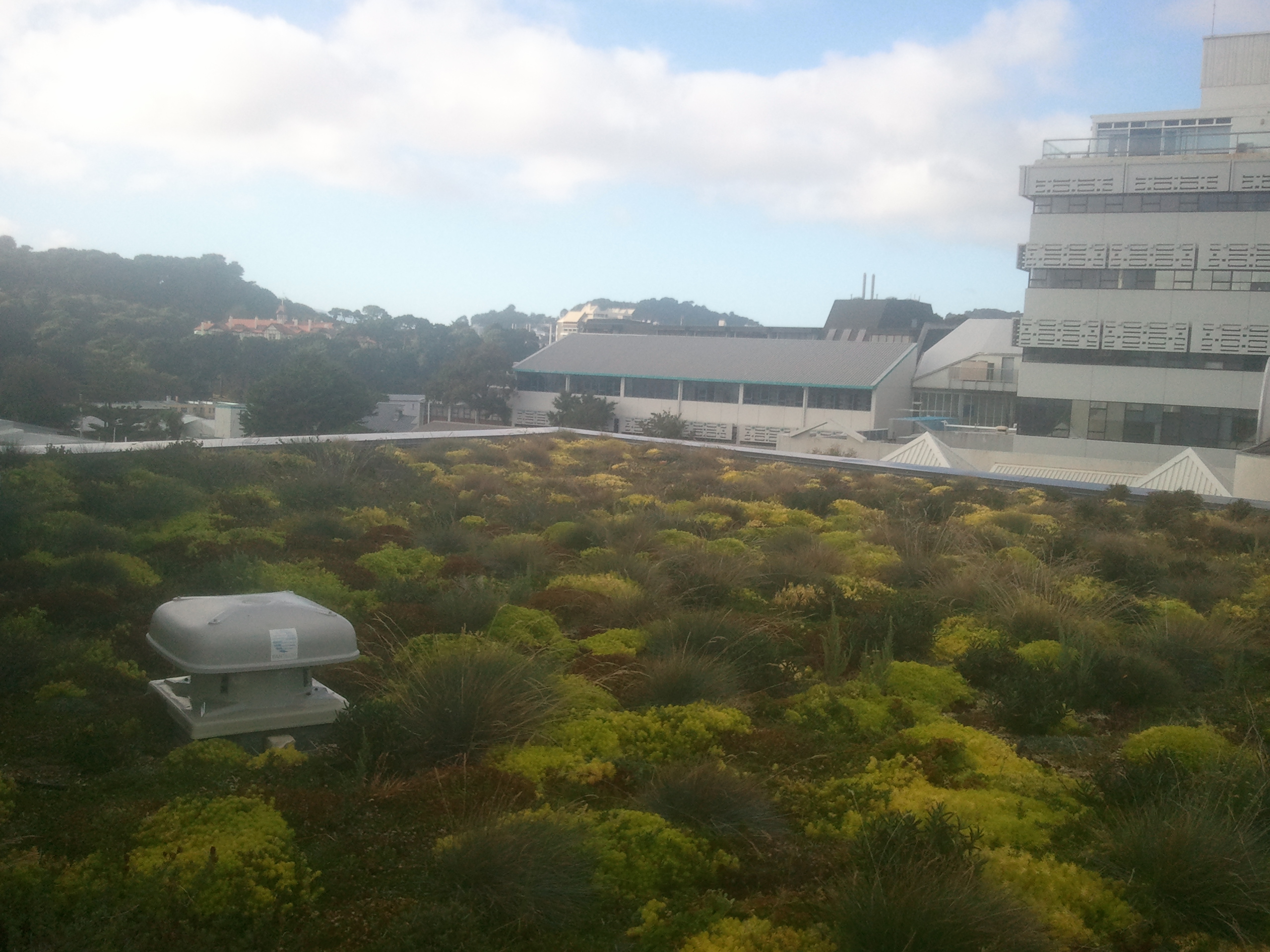 Well grown green roof cover after 10 months-College of Creative Arts