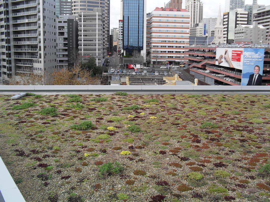 View of Auckland city from the green roof on the NZI Building