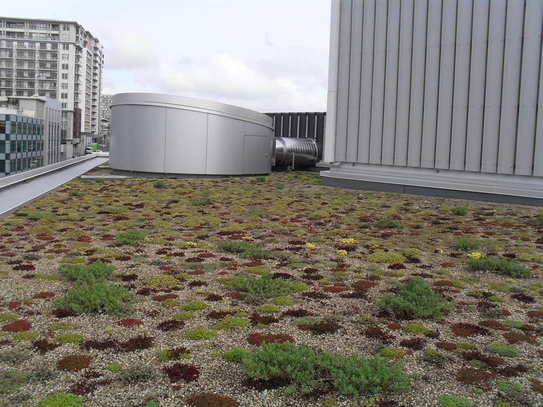 Green roof at the NZI Building