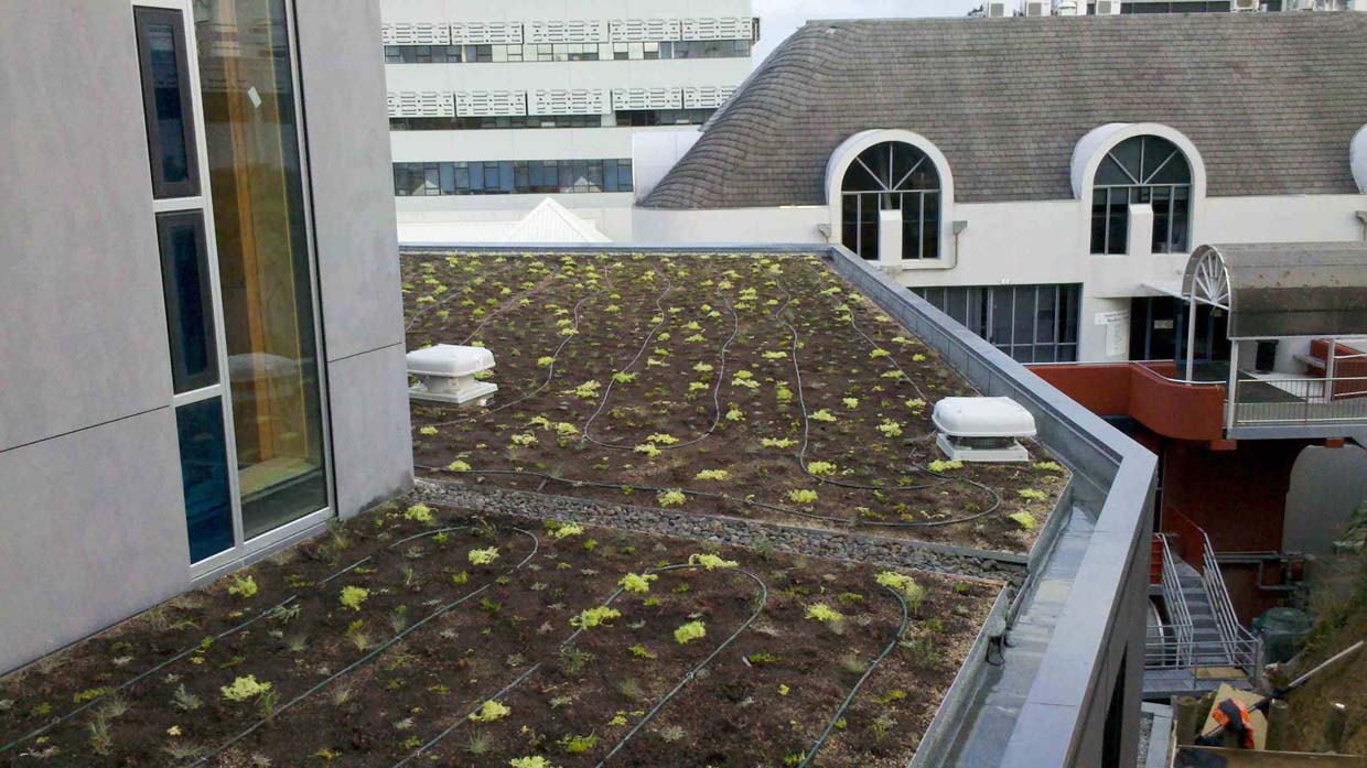 Green roof installed at The College of Creative Arts, Massey University