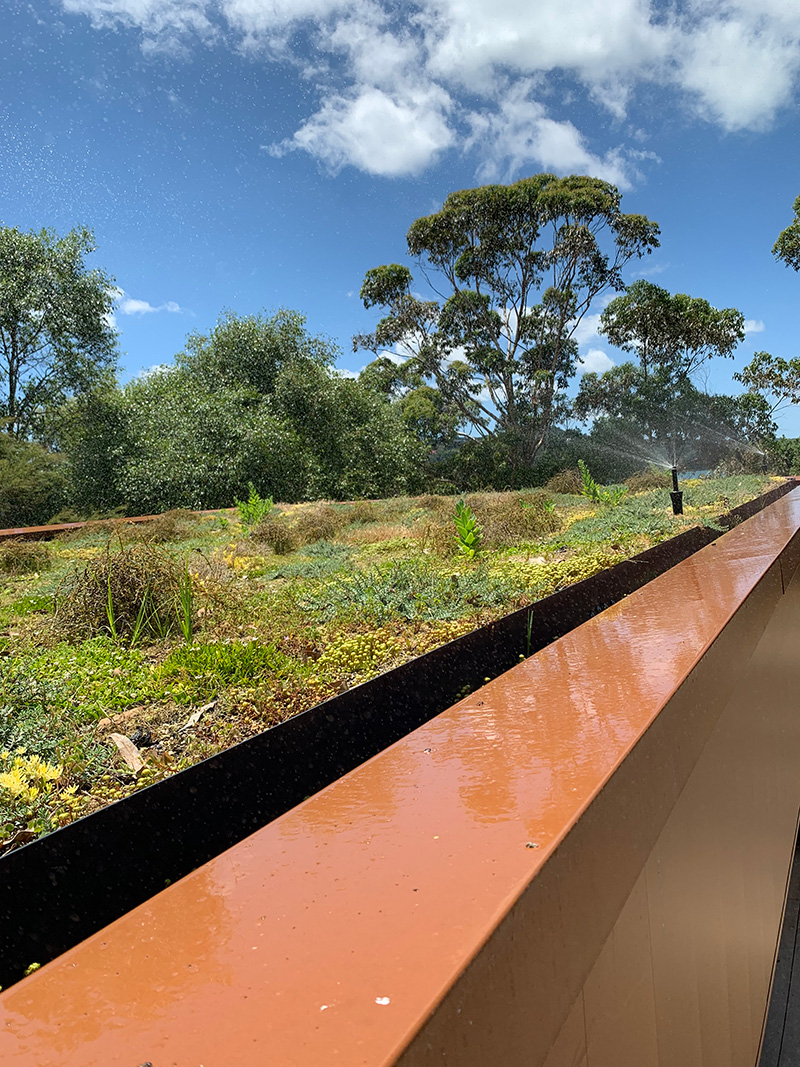 Green-roof-on-Waiheke-12-months-after-install