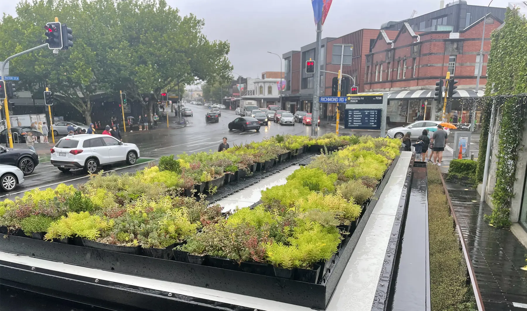 Green-roof-installed-over-a-bus-shelter-in-Ponsonby Green-roof-installed-over-a-bus-shelter-in-Ponsonby
