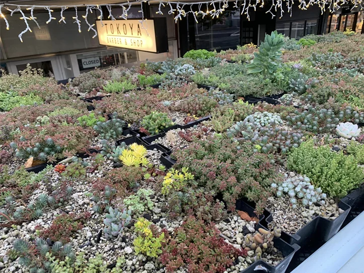 Pre-grown click-n-go green roofs NZ