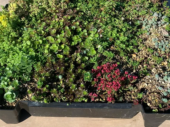 Sempergreen green roof module with plants in a variety of colours